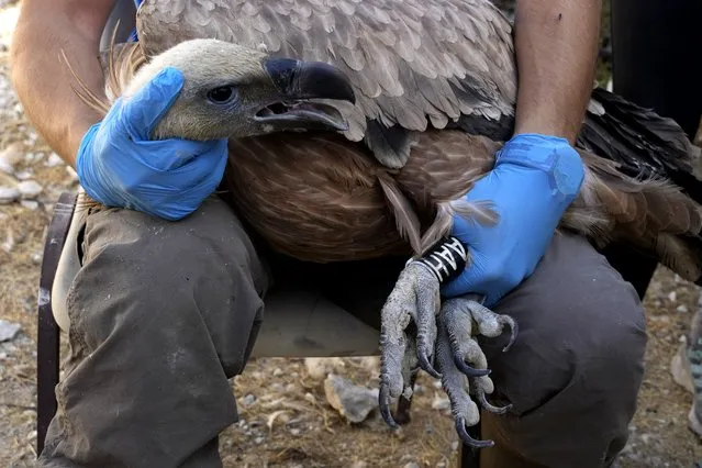 A veterinary holds one of seven griffon vultures as he attaches a tracking device to monitor their progress as part of an effort by Cypriot authorities to replenish the diminishing domestic vulture population, in the village of Korfi near southern city of Limassol, on Thursday, September 28, 2023. Wildlife authorities and conservationists in Cyprus on Friday released seven imported griffon vultures to the wild after implanting tracking devices in hopes of ensuring the survival of the birds that are threatened with extinction on the island nation. (Photo by Petros Karadjias/AP Photo)