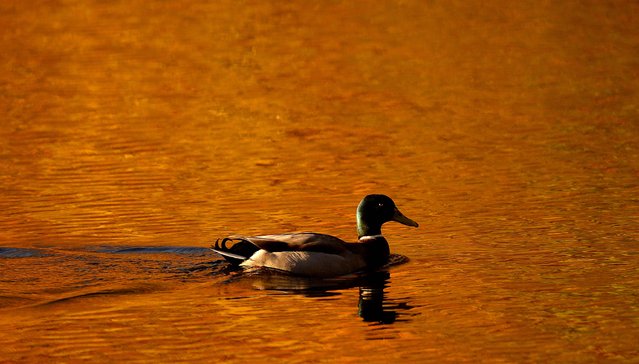 A duck paddles on Loch Faskally, as autumn leaves are reflected in the water in Perthshire, Scotland, November 5, 2013. (Photo by Russell Cheyne/Reuters)