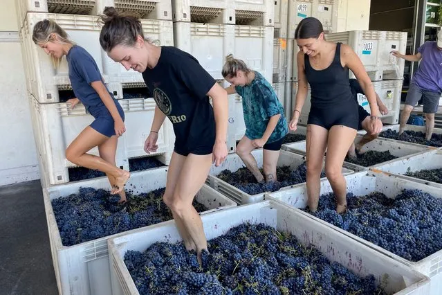 Interns at Pax Wines in Sebastopol, Calif., stomp organic grapes with their bare feet in large vats, pulling out the juice to start the fermentation process on September 8, 2023. More wineries and wine bars dedicated exclusively to natural wine are opening in the U.S., with a focus on a back-to-basics approach, avoiding additives, pesticides and other manipulative techniques. (Photo by Haven Daley/AP Photo)