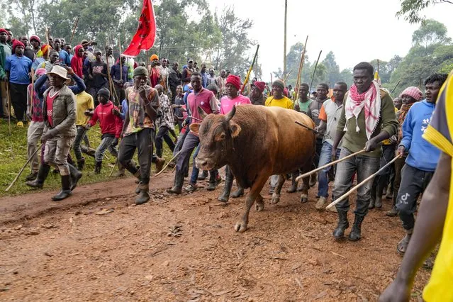 A crowd of spectators escort a bull to a bullfight in Kabaras, Kakamega county Kenya Friday, October 20, 2023. (Photo by Brian Inganga/AP Photo)
