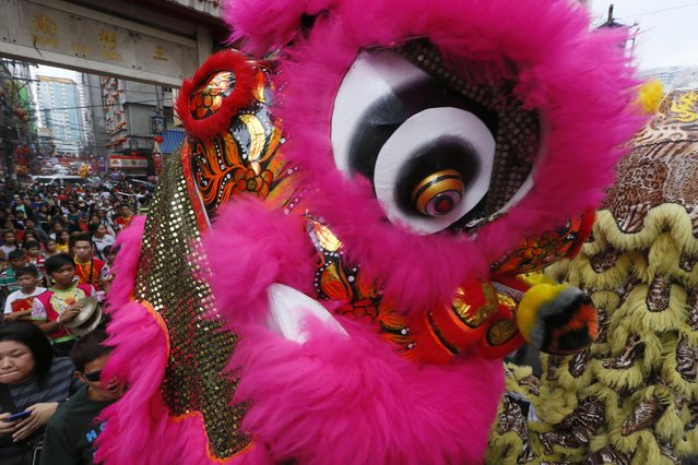 Lion dancers make their way through a narrow street in Manila's Chinatown district on the eve of Chinese Lunar New Year celebrations Sunday, February 7, 2016, in Manila's Chinatown district in the Philippines. (Photo by Bullit Marquez/AP Photo)