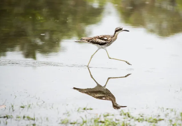 A handout photo made available by the Australian Bureau of Meteorology shows a Curlew looking for food in Cairns, Queensland, Australia, 15 December 2018. The normally land based bird was seen catching worms and bugs in the water on the side of the road in Manunda, as Cyclone Owen dumps heavy rain in the region. (Photo by Marc McCormack/EPA/EFE)