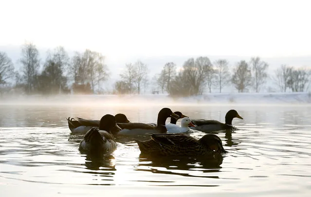 Ducks swim in the early-morning hour in a little lake in Eichenau near Munich, Germany January 3, 2017. (Photo by Michaela Rehle/Reuters)