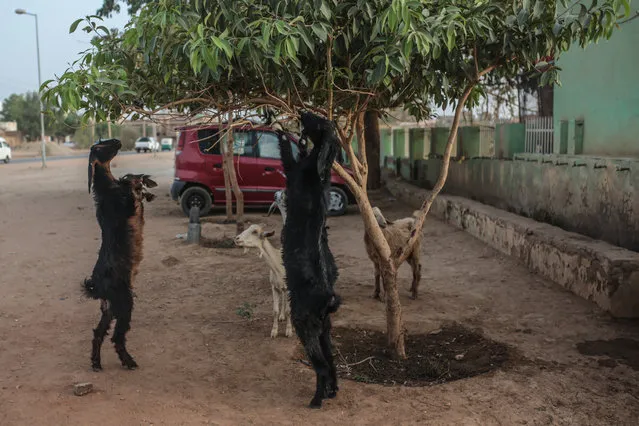 Goats graze on tree leaves in Omdurman, Sudan, Friday, April 10, 2015. (Photo by Mosa'ab Elshamy/AP Photo)