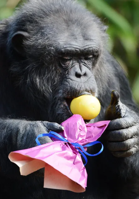 A chimpanzee looks for its treat after opening a wrapped plastic egg on Easter at the zoo in La Fleche, western France, on April 5, 2015. (Photo by Jean-Francois Monier/AFP Photo)
