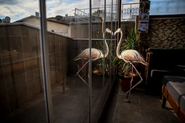 A flamingo is seen in a house after it was rescued by Alper Tuydes while it was injured at Yenikoy beach in Bursa, Turkey on January 14, 2019. Tuydes took the injured flamingo for its treatment with the help of a veterinary. (Photo by Sergen Sezgin/Anadolu Agency/Getty Images)