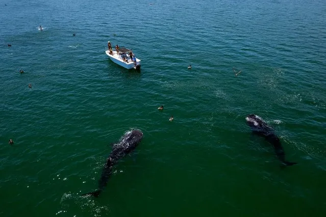 Aerial view of whale sharks (Rhincodon Typu) swimming near a boat with visitors in the Sea of Cortez at Bahia de los Angeles, Baja California state, Mexico on July 17, 2021. The whale sharks sighting season in Bahia de los Angeles goes from July to November. (Photo by Guillermo Arias/AFP Photo)