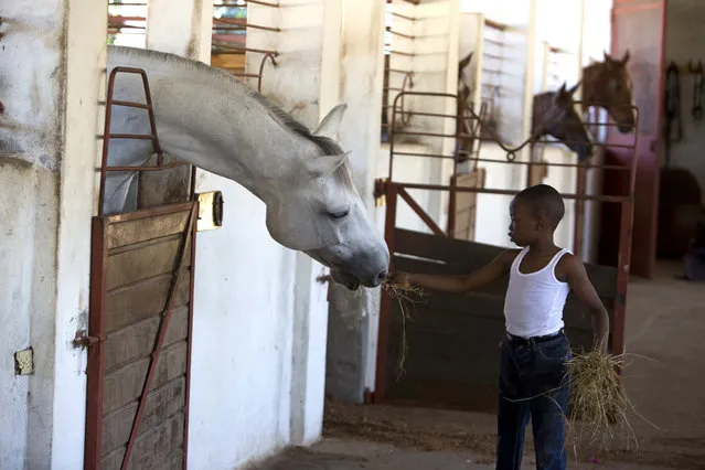 In this January 11, 2017 photo, Judeley Hans Debel, who walks on a prosthetic right leg, feeds a horse at the Chateaublond Equestrian Center in Petion-Ville, Haiti. Judeley is one of a few dozen disabled people receiving therapeutic riding lessons at the center, according to his riding instructor, Louis Guerdes. (Photo by Dieu Nalio Chery/AP Photo)