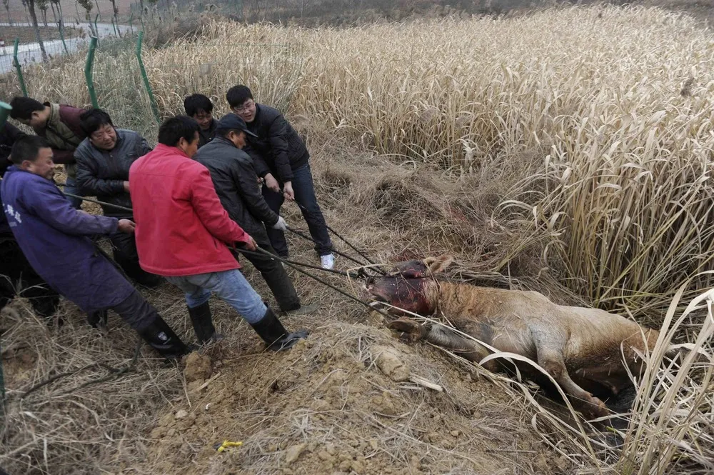 Escaped Cow Attacks Farmers, Shot Dead