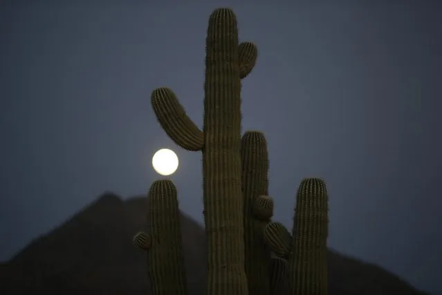 A full moon rises over a cactus in Phoenix, Arizona February 2, 2015. (Photo by Lucy Nicholson/Reuters)