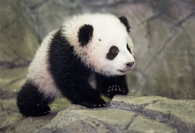 Bao Bao, the Giant Panda cub is seen by the media for the first time January 6, 2014 inside his glass enclosure at the Smithsonian's National Zoo in Washington, DC, a few days before going on display to the general public. Bao Bao was born at the Smithsonian's National Zoo August 2, 2013. (Photo by Paul J. Richards/AFP Photo)