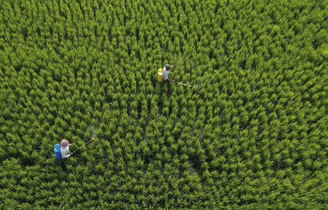 In this photo taken using a drone, farmers spray pesticide at a paddy field in Chandauli district, Uttar Pradesh state, India, Thursday, September 30, 2021. (Photo by Rajesh Kumar Singh/AP Photo)