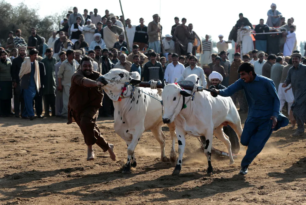 Bull Race in Pakistan