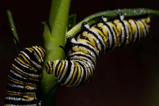 Monarch butterfly caterpillars are feeding on a swan plant in Lincoln, New Zealand, on January 26, 2024. Monarch butterflies are New Zealand's largest butterflies and have been present since the late 1800s. (Photo by Sanka Vidanagama/NurPhoto/Rex Features/Shutterstock)