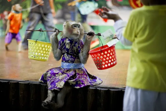 A picture made available on 09 March 2016 shows a macaque from the monkey drama troupe “Prakit Sitpragaan” holding two baskets to collect tips from visitors during a show at a zoo in Bangkok, Thailand, 28 February 2016. “Prakit Sitpragaan” have been performing in Thailand for over 30 years. The director of the troupe, Panya Ganrobroo, inherited the position from his uncle. In the past, monkey theatre was performed at local fairs or held at temples during religious ceremonies. (Photo by Diego Azubel/EPA)