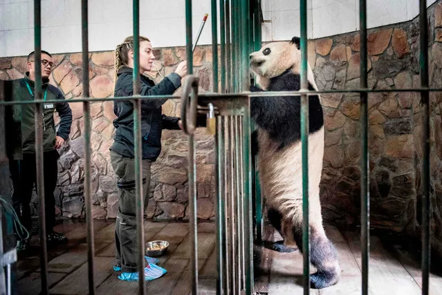 Danish zookeeper Pernille Goerup Andersen interacts with panda Xing Er at the “Chengdu Research Base of Giant Panda Breeding” in Chengdu, China, on April 2, 2019. Xing Er is one of two pandas travelling to Copenhagen, Denmark on April 4, 2019. (Photo by Mads Claus Rasmussen/Ritzau Scanpix/AFP Photo)