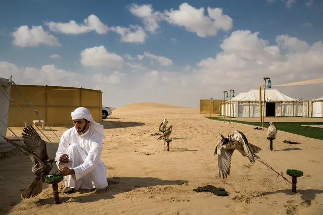 Nature, stories winner: A falcon hunting camp in the desert outside Abu Dhabi, UAE. This camp uses captive-bred Houbara bustards, the preferred prey species of Arab falconers across the region. In the UAE, where a huge amount has changed over the last 60 years, falconry is seen as a link back to the past and to the ancient culture of the Bedouin. (Photo by Brent Stirton/Getty Images/National Geographic/World Press Photo 2019)