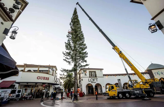 Workers with Victor's Custom Christmas Trees place a 100-foot White fir at the Outlets at San Clemente, Calif., on Tuesday, October 26, 2021. The tree, after making a 670-mile journey from Mt. Shasta, will be hand decorated with 18,000 lights and 10,000 bows. (Photo by Paul Bersebach/The Orange County Register via AP Photo)