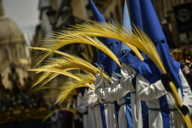 Hooded penitents from the '“Entrada de Jesus en Jerusalen” brotherhood take part in a Holy Week Palm Sunday procession in Zaragoza, northern Spain, Sunday, April 14, 2019. (Photo by Alvaro Barrientos/AP Photo)