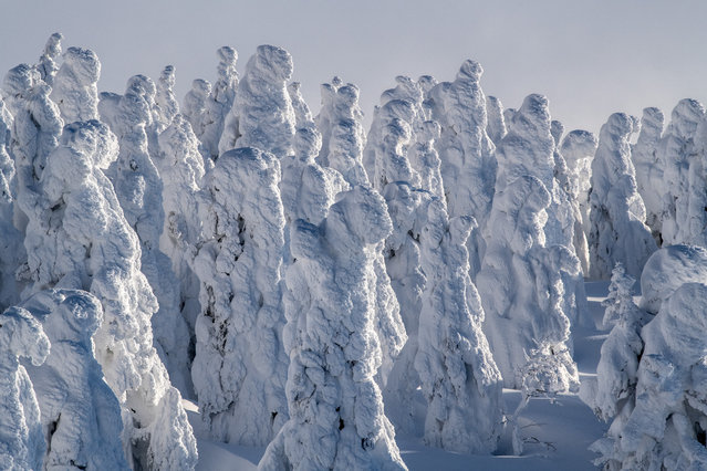Strangely shaped, snow covered trees, nicknamed “snow monsters” cover the slopes of Mount Zao on January 19, 2019 near Yamagata, Japan. Mount Zao, a 1,841 high volcano straddling Yamagata and Miyagi Prefectures, is one of the few places in Japan where the phenomenon of “snow monsters” can be seen. Strong winds over the nearby lake fling water droplets which freeze against the trees and their branches until near-horizontal icicles begin to form. Falling snow settles on the ice formations and the end result is a strange figure of a tree. (Photo by Carl Court/Getty Images)