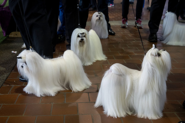 Maltese dogs prepare to take the field for competition at the 141st Westminster Kennel Club Dog Show, February 13, 2017 in New York City. (Photo by Drew Angerer/Getty Images)
