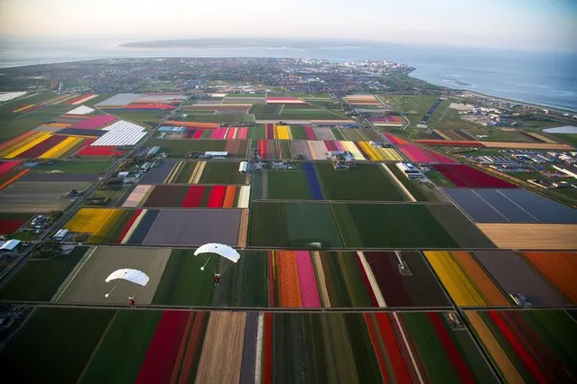 In this image released by Cris Toala Olivares on Tuesday April 23, 2019, two parachutists fly over blossoming flower fields near Den Helder, northern Netherlands. (Photo by Cris Toala Olivares via AP Photo)