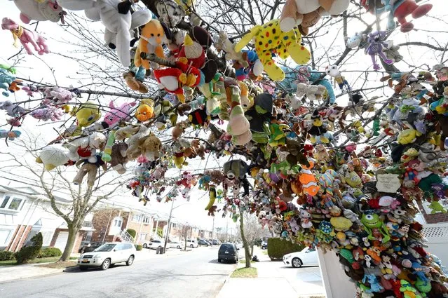 Eugene Fellner, proud owner of the stuffed animals tree outside 1430 East 70th street in Bergen beach section of Brooklyn on March 16, 2016. (Photo by Paul Martinka/Polaris)