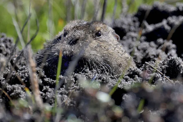 A gopher pokes its head outside its tunnel in Pacific Grove, California, US on February 28, 2024. (Photo by Rory Merry/ZUMA Press Wire/Rex Features/Shutterstock)
