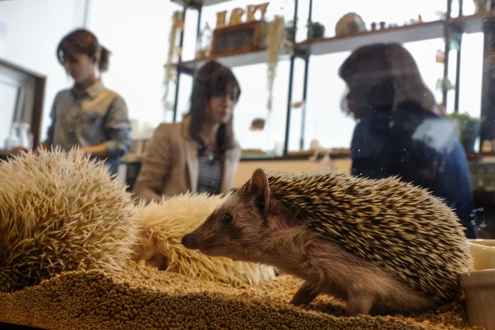 Tokyo's Hedgehog Cafe