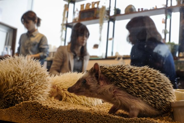 Hedgehogs sit in a glass enclosure at the Harry hedgehog cafe in Tokyo, Japan, April 5, 2016. (Photo by Thomas Peter/Reuters)