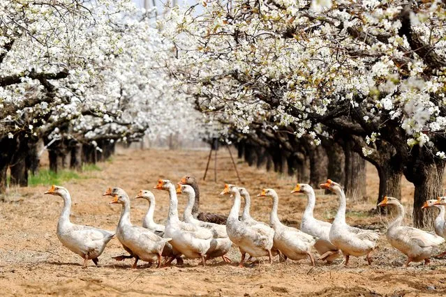 Geese are walking under pear trees in full bloom in Shiliangliu village, West Coast New District, in Qingdao, China, on April 8, 2024. (Photo by Costfoto/NurPhoto/Rex Features/Shutterstock)