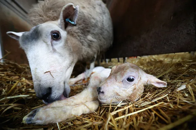A one-minute old lamb is cleaned by it's mother after being born on Gwndwnwal Farm during lambing season on March 2, 2017 in Brecon, Wales. Gwndwnwal Farm is a family run livestock farm in Brecon, South East Wales. The Brute Family are expecting to lamb 600 ewes this season producing over 1000 young. The season generally starts late January and runs through until April. These are the first lambs of spring which began, meteorologically, yesterday, 1st March. (Photo by Chris Jackson/Getty Images)