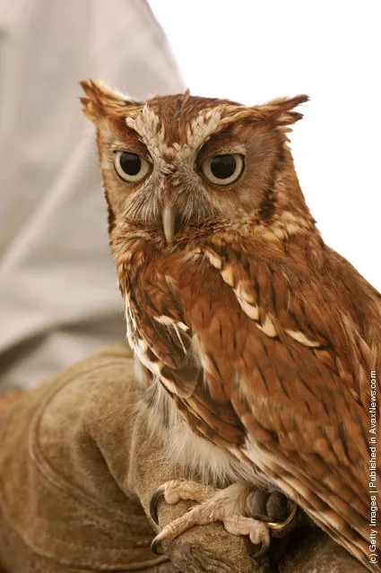 An owl poses for a picture at the Blackwater National Wildlife Refuge's Eagle Festival