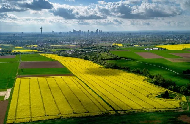 Rape fields are in full blossom in the outskirts of Frankfurt, Germany, Monday, April 15, 2024. (Photo by Michael Probst/AP Photo)