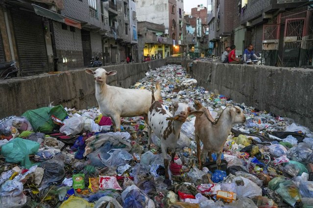 Goats look for eatable items in a canal piled up with a heap of plastic waste throughout its channel of flow on the eve of World Earth Day in New Delhi, India, on April 21, 2024. World Earth Day is an annual event, which is celebrated every April 22 since 1970, to encourage humanity in the protection of the planet's natural resources. It now includes a wide range of events coordinated globally by Earthday.org including 1 billion people in more than 193 countries. The official theme for 2024 is 'Planet vs. Plastics.' (Photo by Amarjeet Kumar Singh/Anadolu via Getty Images)