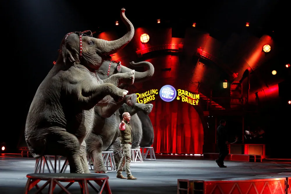Ringling Elephants, a Famed U.S. Circus Act, Pack up Trunks for Retirement