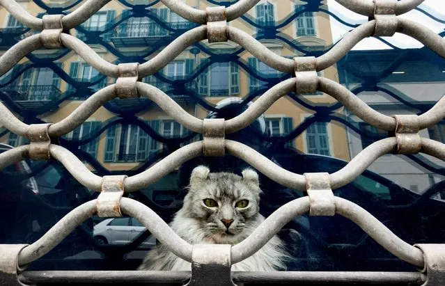 A cat is seen behind the grid of a closed cats bar amid the coronavirus disease (COVID-19) outbreak in Nice, France on May 29, 2021. (Photo by Eric Gaillard/Reuters)