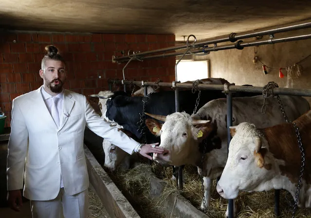 Luka Maksimovic, otherwise known as Ljubisa Beli Preletacevic touches a cow at a local farm in the village of Maskar, near Belgrade, Serbia, Saturday, March 25, 2017. Maksimovic, the 25-year-old student bidding to become the Balkan country’s next leader has won fame and public support appearing as a grossly exaggerated parody politician, complete with a white suit and oversized jewelry. (Photo by Darko Vojinovic/AP Photo)