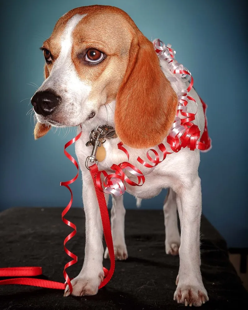 2014 Pooch Prom in Palm Beach