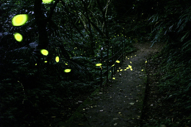 A long exposure photo shows a swarm of fireflies at Longgang Trail in Keelung on May 7, 2024. The firefly season in Taiwan usually starts in late April and lasts through early May. (Photo by I-Hwa Cheng/AFP Photo)