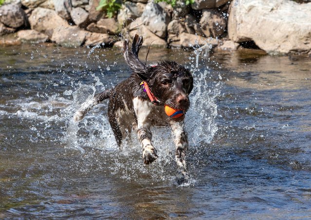 Otto, the Springer Spaniel playing in River Rea to cool off during the heatwave in Birmingham, UK on June 25, 2024. (Photo by Anita Maric/South West News Service)