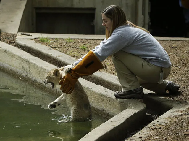 Smithsonian National Zoo biologist Leigh Pitsko releases a male lion cub for its swim test in the zoo habitat moat, in Washington May 6, 2014. Four, unnamed ten-week old lion cubs were tested today for their ability to swim and remove themselves from their zoo habitat moat. (Photo by Gary Cameron/Reuters)