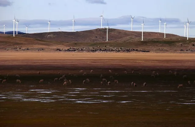 Sheep graze in front of wind turbines that are part of the Infigen Energy's Capital Windfarm located on the hills surrounding Lake George, near the Australian capital city of Canberra, Australia, July 17, 2015. Australian Prime Minister Tony Abbott's hostility to “visually awful” wind farms has sent a chill through the industry and could jeopardize the country's biggest renewable energy project, a $2 billion-plus wind and solar plant in the country's north. (Photo by David Gray/Reuters)