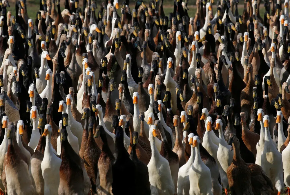 Quack Squad on the Hunt