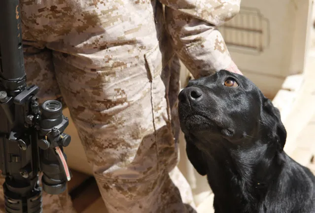 Afghanistan: Dogs of War Part 2