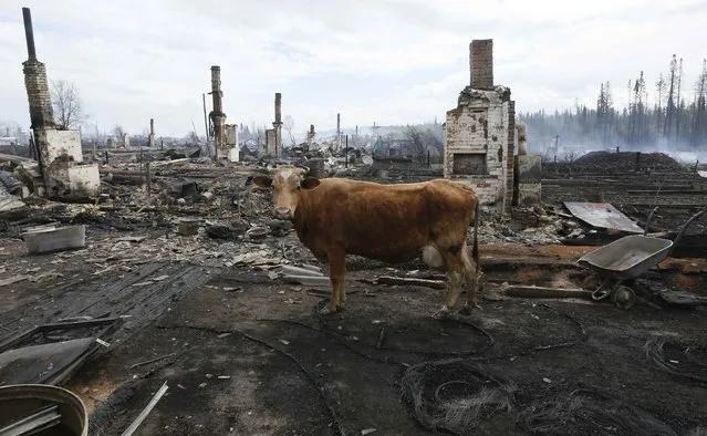 A cow stands amidst the debris of burnt houses after recent wildfires in the Siberian settlement of Strelka, located on the bank of the Angara River in Krasnoyarsk region, Russia, May 25, 2017. (Photo by Ilya Naymushin/Reuters)