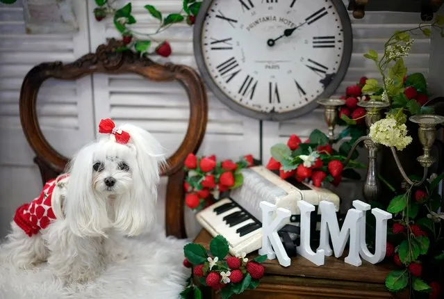 A dog poses at a booth at the “Interpets” international pet fair in Tokyo, Japan, 31 March 2022. (Photo by Franck Robichon/EPA/EFE)