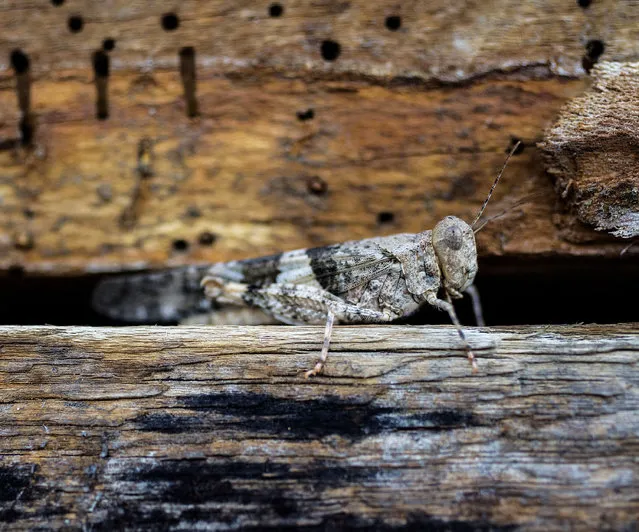 In this Thursday, July 25, 2019 photo, a grasshopper rests on a wall outside California Pizza Kitchen in downtown Summerlin in Las Vegas. A migration of mild-mannered grasshoppers sweeping through the Las Vegas area is being attributed to wet weather several months ago. (Photo by Benjamin Hager/Las Vegas Review-Journal via AP Photo)