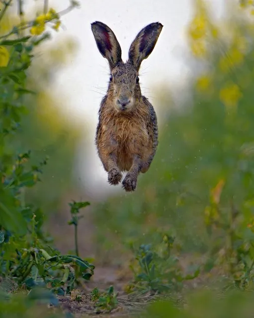 A hare bounds through a farmer's field in Blandford Forum, Dorset in the second half of April 2022, apparently unaware of the virtue of going slow and steady. (Photo by Graham Bannister/Animal News Agency)