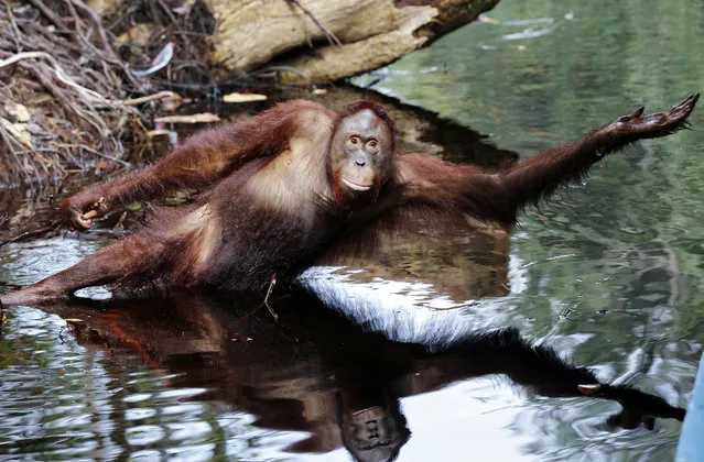 Male orangutan Percy is reflected in the Sekonyer River as he reaches over to try and touch a wooden klotok boat carrying crew and tourists, in Tanjung Puting National Park, in Kalimantan (Indonesian Borneo), Indonesia, September 4, 2013. Percy is a son, born and living in the wild, of a female orangutan named Princess, a freed former captive orangutan that anthropologist Dr Birute Galdikas rescued, rehabilitated and returned to the wild. (Photo by Barbara Walton/EPA)